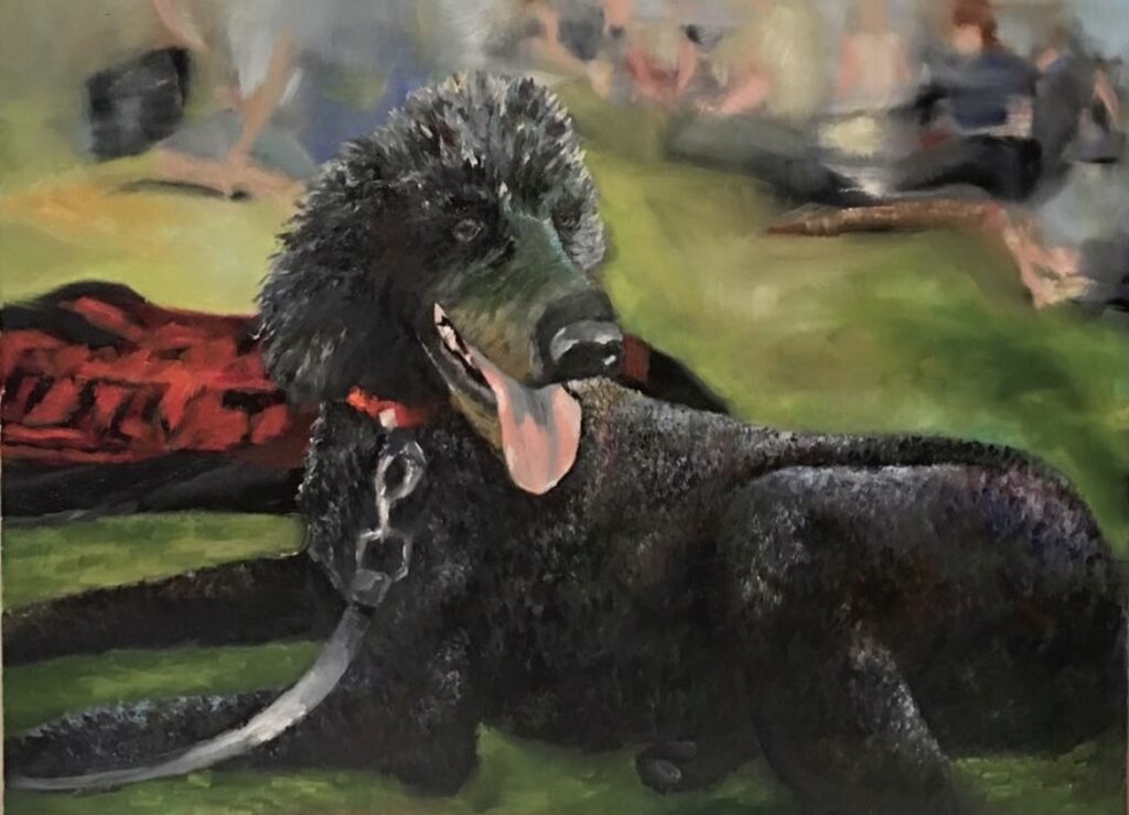 Standard Poodle, oil on canvas