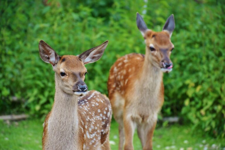 two young deer standing in a green field