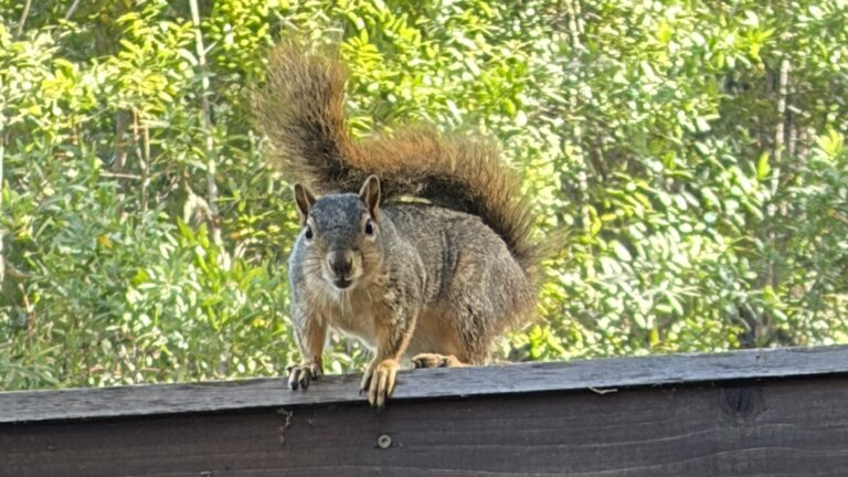 Squirrel sitting on a fence looking at the viewer intently. - Elisabeth Vismans