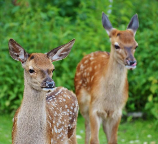 two young deer standing in a green field
