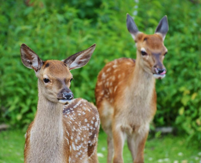 two young deer standing in a green field
